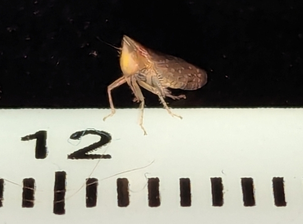 A close up image of S. acutus on a ruler.