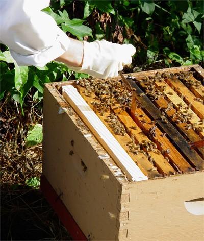 pesticide administration to hive