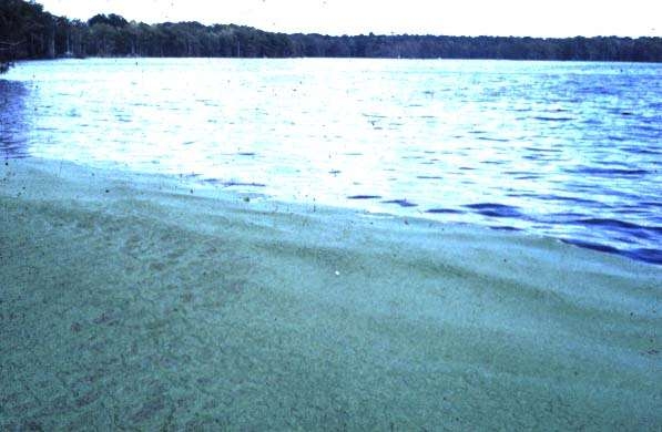 Photograph shows blue-green algae mat