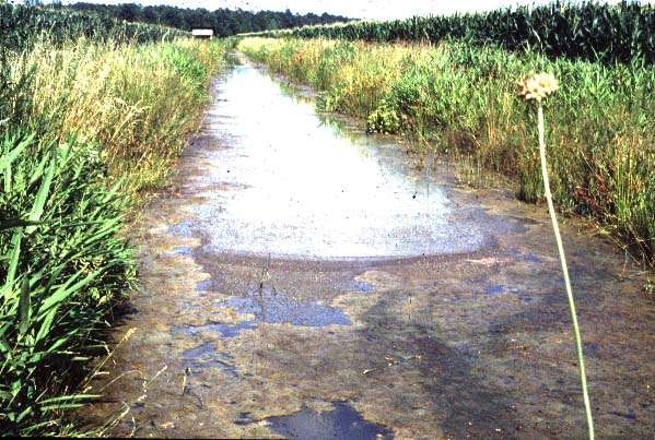 Color photograph shows algae bloom on surface of water in drainage ditch.