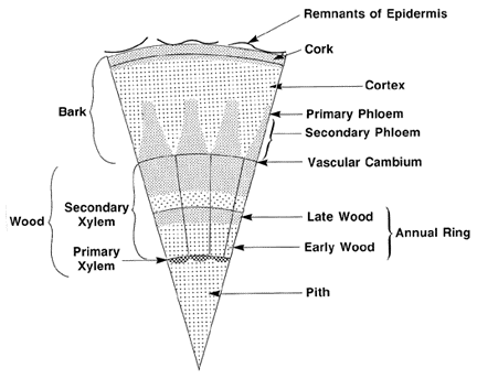 The numbers of woody plants with maximum crown width in a specific size