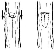 Figure 13. Bark shield with bud inserted into T cut.