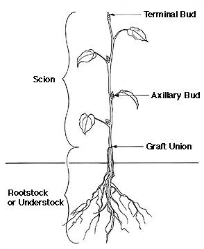 Figure 19. Single-worked graft.