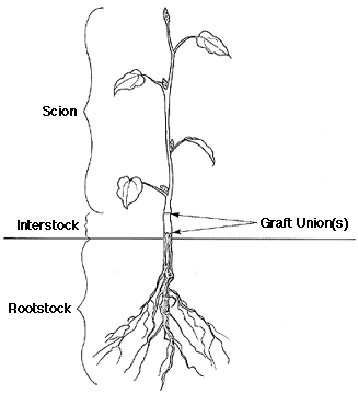 Figure 20. Double-worked graft.