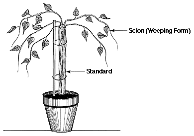 Figure 22. Grafted standard for weeping or pendulous forms of pl