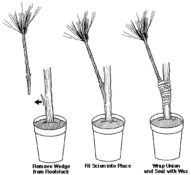 Sealing rind grafts 