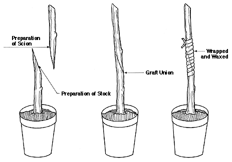 Types of grafts horticulture
