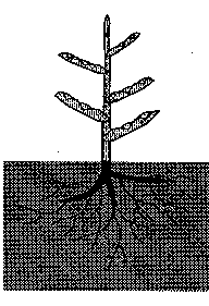 Fig 8. At night when the PET is low the plant recovers from wilt