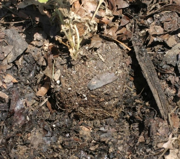 Ageratum root ball in mulch, exposed to see the dry roots