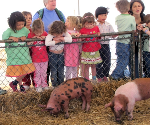 children look at piglets