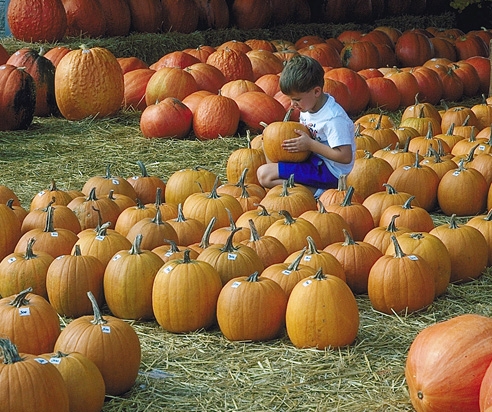 A child kneels to choose a pumpkin from a pumpkin patch