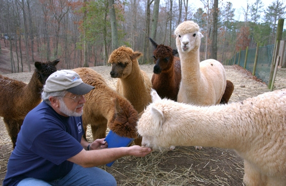 Joe wears a blue shirt and ball cap and is surrounded by alpacas of various colors feeding them by hand