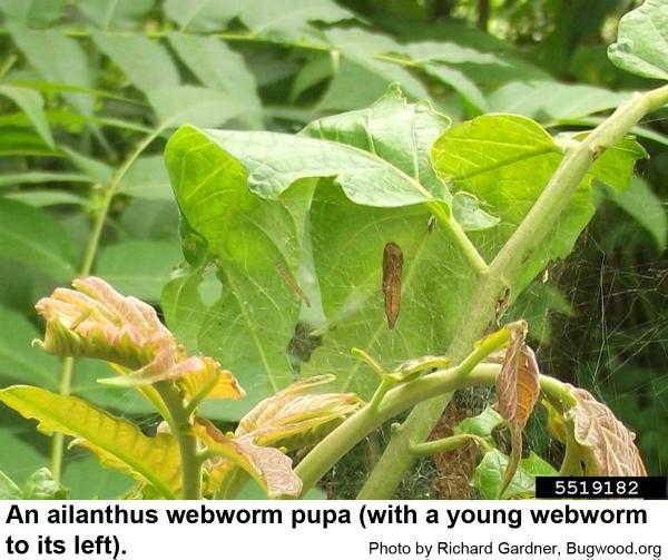 Ailanthus webworms pupate in their webbing.