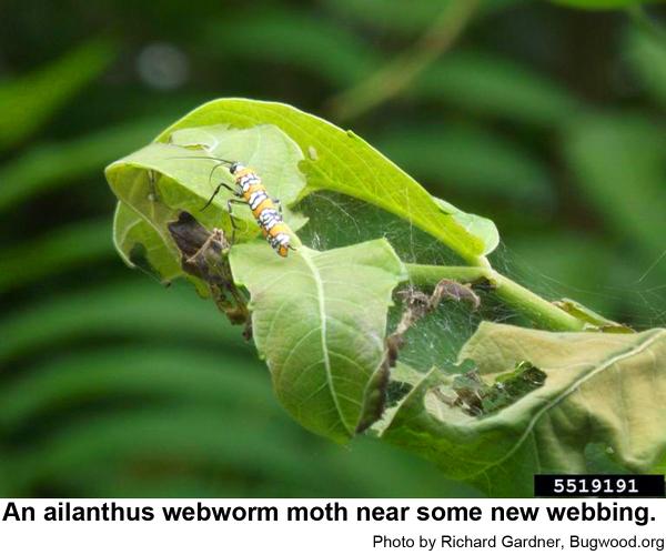 Ailanthus webworms loosely tie leaves together with silk strands