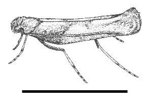 Figure 1. Adult moth of the azalea leafminer.