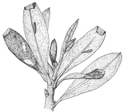 Figure 3. Azalea shoot, showing damage of the azalea leafminer.