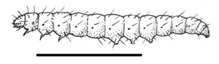 Figure 2. Larva of the azalea leafminer.