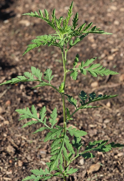 Ragweed shoot with alternate leaves