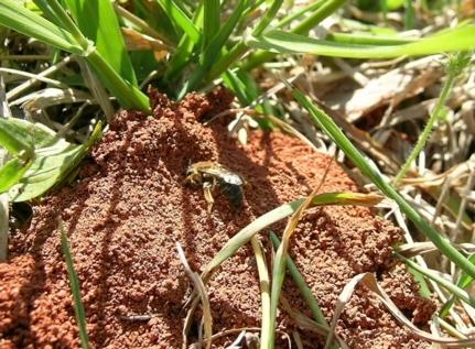 Figure 1. Bees in turf.
