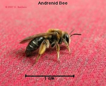 Figure 4. Andrenid bee.