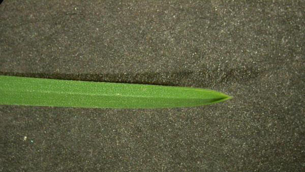 Annual bluegrass leaf blade shape