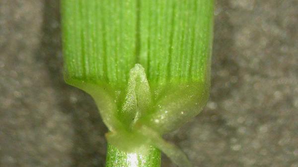 close-up view of Annual ryegrass ligule