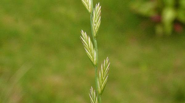 additional close-up of Annual ryegrass seedhead