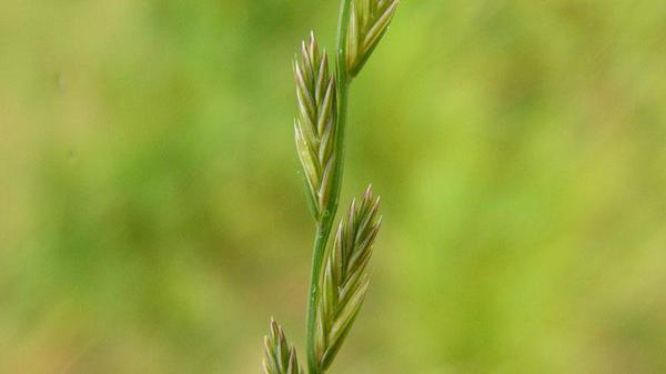 close-up of Annual ryegrass seedhead