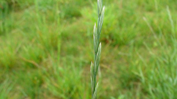 Thumbnail image for Annual Ryegrass