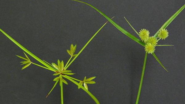 Figure 1. Annual sedge.