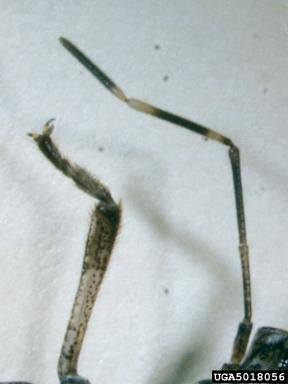 Figure 2. Brown marmorated stink bug antenna.
