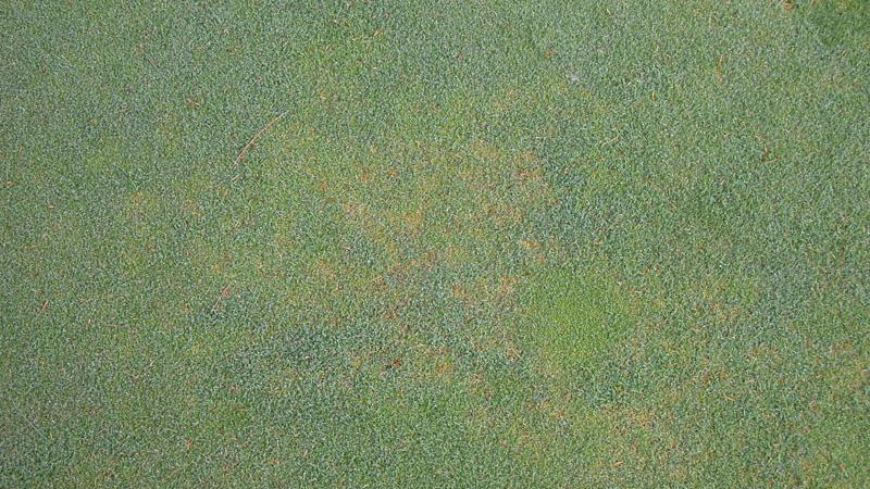 Anthracnose stand symptoms