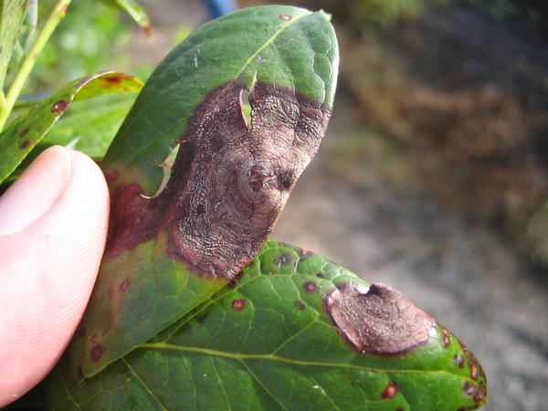 Anthracnose and septoria leaf spots