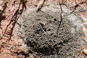 Figure 3. Ant mound.