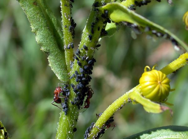 ants tending aphids