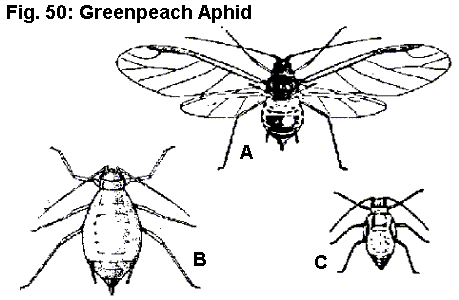 Figure 50A. Green peach aphid winged adult. 50B. Wingless adult.