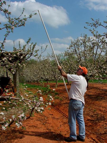 Applying mating disruption pheromone in an apple orchard