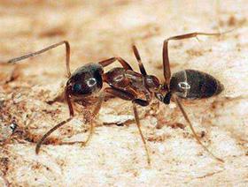 Figure 11. Argentine ant.