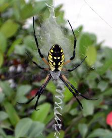 Large spider with black and yellow markings on web
