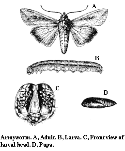 Armyworm. A. Adult. B. Larva. C. Front view of larval head. D. P
