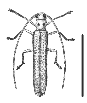Figure 2. Adult beetle of the azalea stem borer.