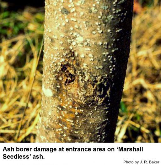 Ash borer damage at entrance area on 'Marshall Seedless' ash