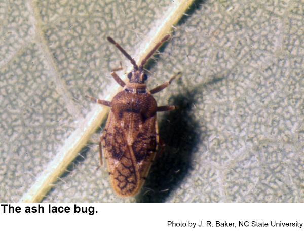 Dorsal view of an Ash lace bug