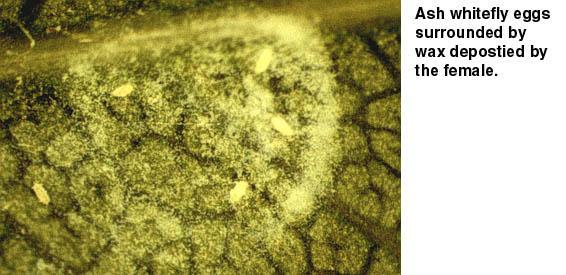 Figure 3. Ash whitefly eggs surrounded by wax.