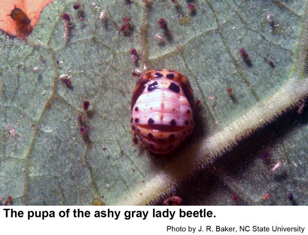 A pupa of the ashy gray lady beetle.