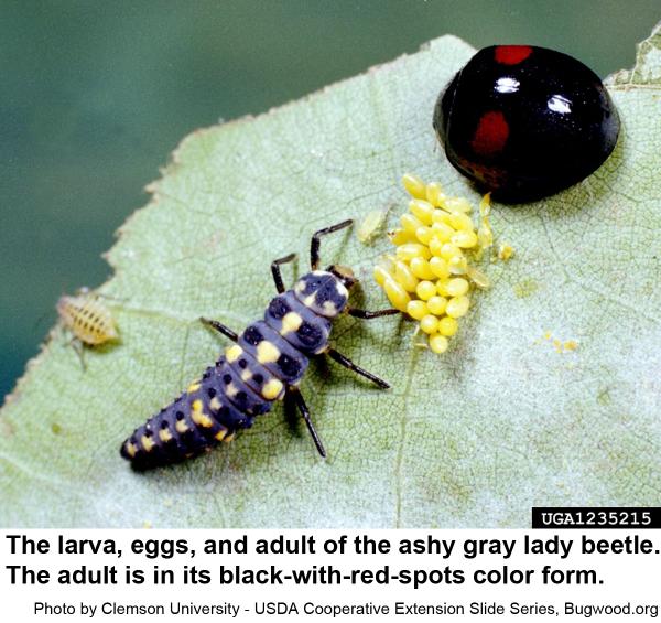 red spotted color form of the ashy gray lady beetle