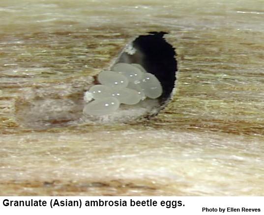 Granulate ambrosia beetle eggs are laid in groups.