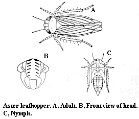 Aster leafhopper. A. Adult. B. Front view of head. C. Nymph.