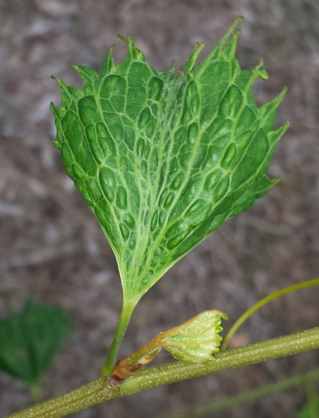 grape leaf with "fingering" on leaf margins typical of auxin herbicide damage