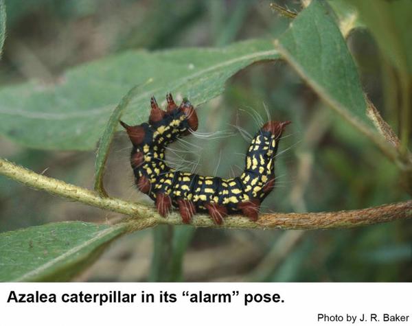Azalea caterpillars raise their haids and tails when disturbed.